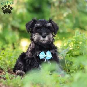 Hunter, Miniature Schnauzer Puppy